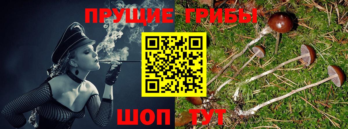 Галлюциногенные грибы Cubensis  Вход с VPN  Семёнов 